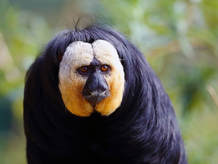 Guianan Saki Or Golden Faced Saki Monkey The Guianas
