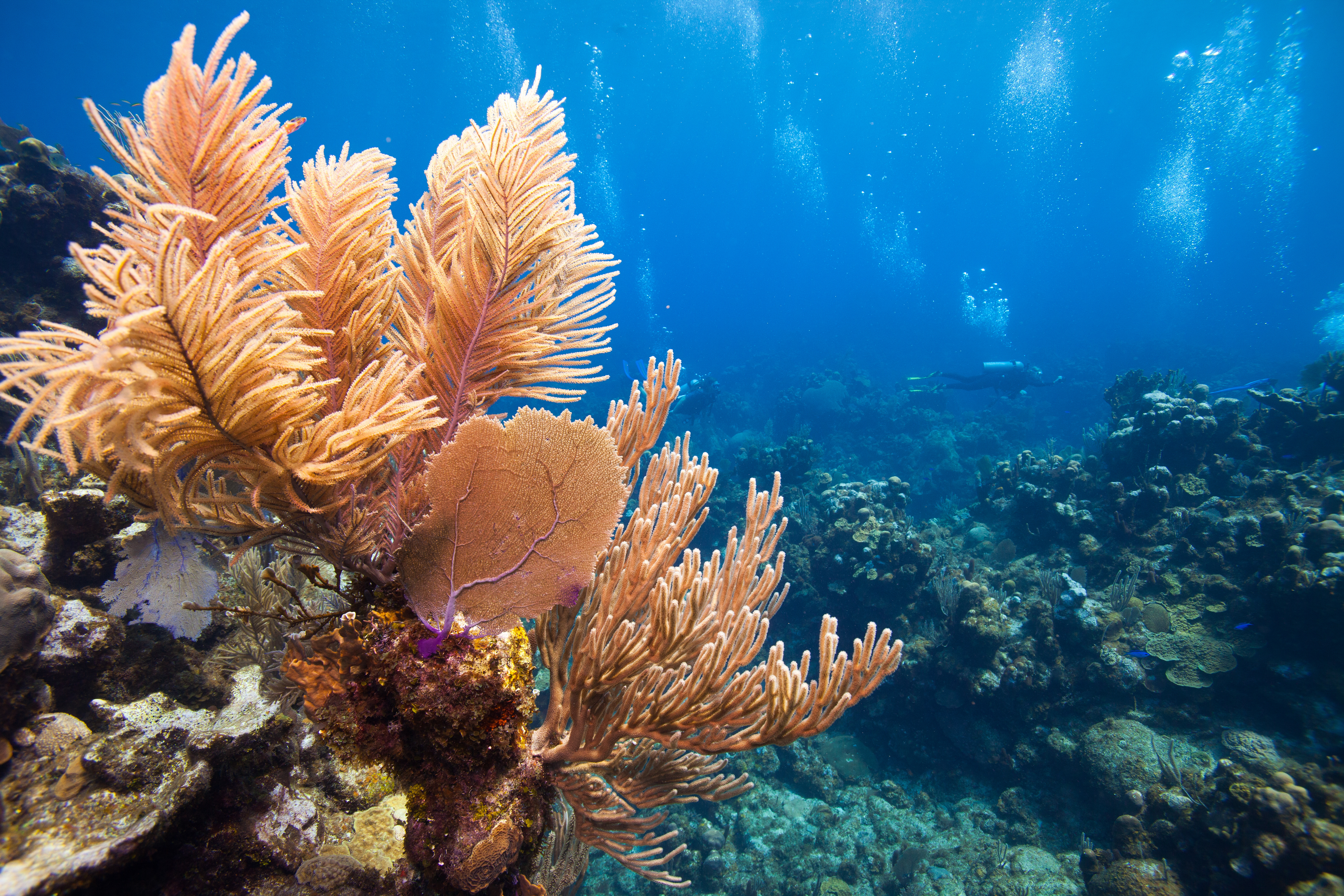 Scuba Divers Pass Over Coral Reef On Roatan Island Scuba Divers Pass Over Coral Reef On Roatan Island