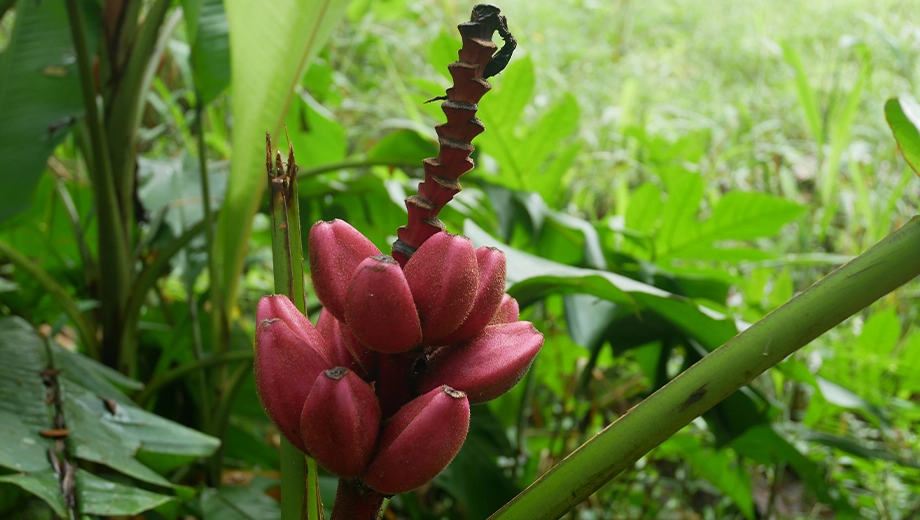 Ecuador_Amazon_Wild flower Ecuador_Amazon_Wild flower
