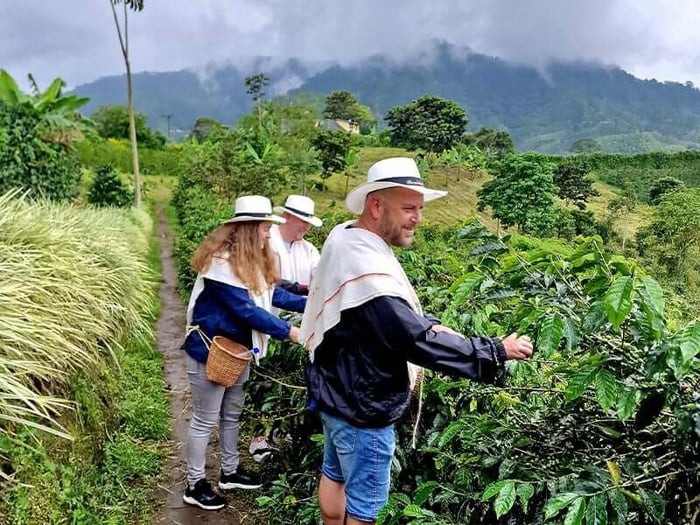 Our Routes In Colombia Picking Coffee 1 Our Routes In Colombia Picking Coffee 1