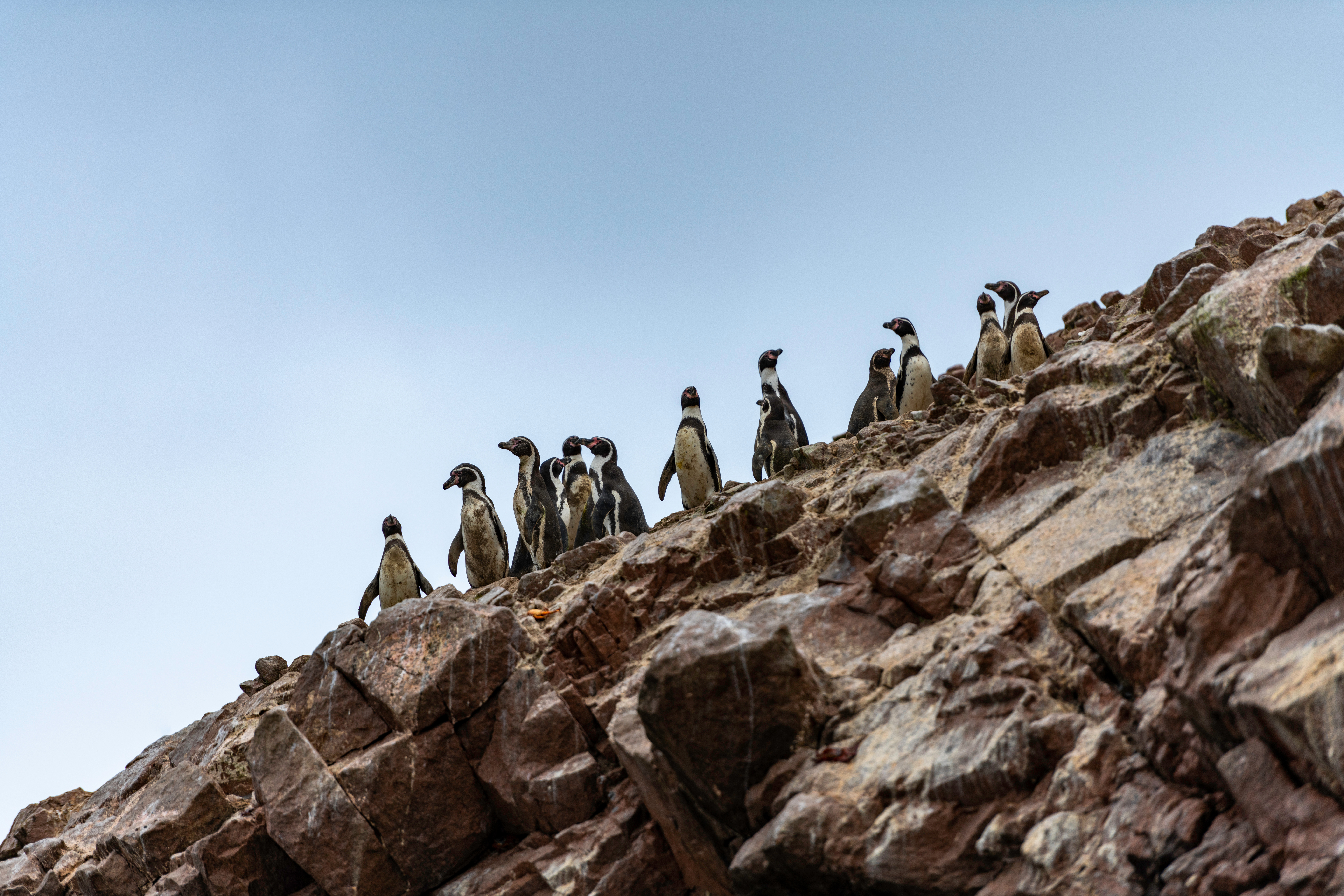 Peru_Paracas_Penguins Peru_Paracas_Penguins