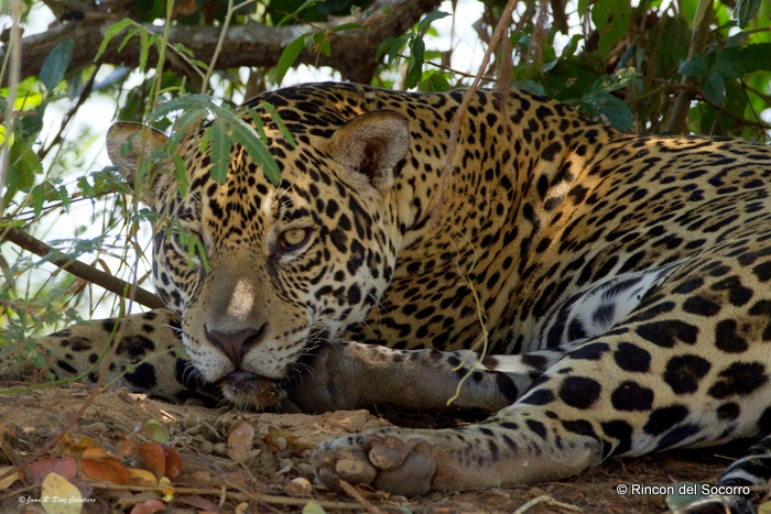 Jaguar in the Ibera Wetlands