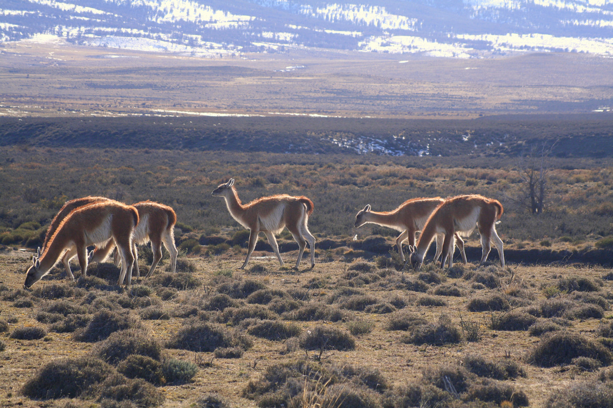 The Wonderful Wildlife of Chile: Land Animals - Latin Routes