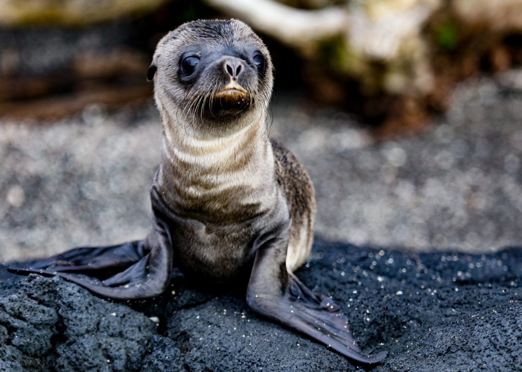 A baby fur seal on the beach