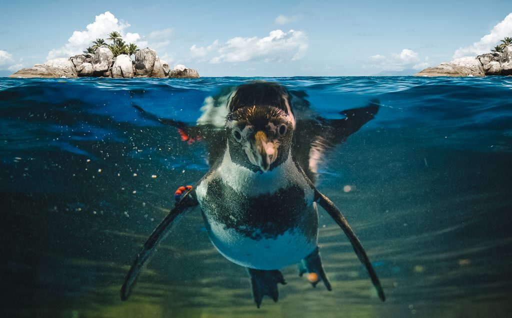 A curious penguin underwater