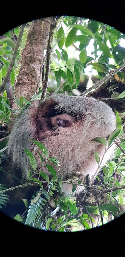 Sarah's guide went back the next morning to take this picture in daylight of the baby sloth they'd seen the night before!