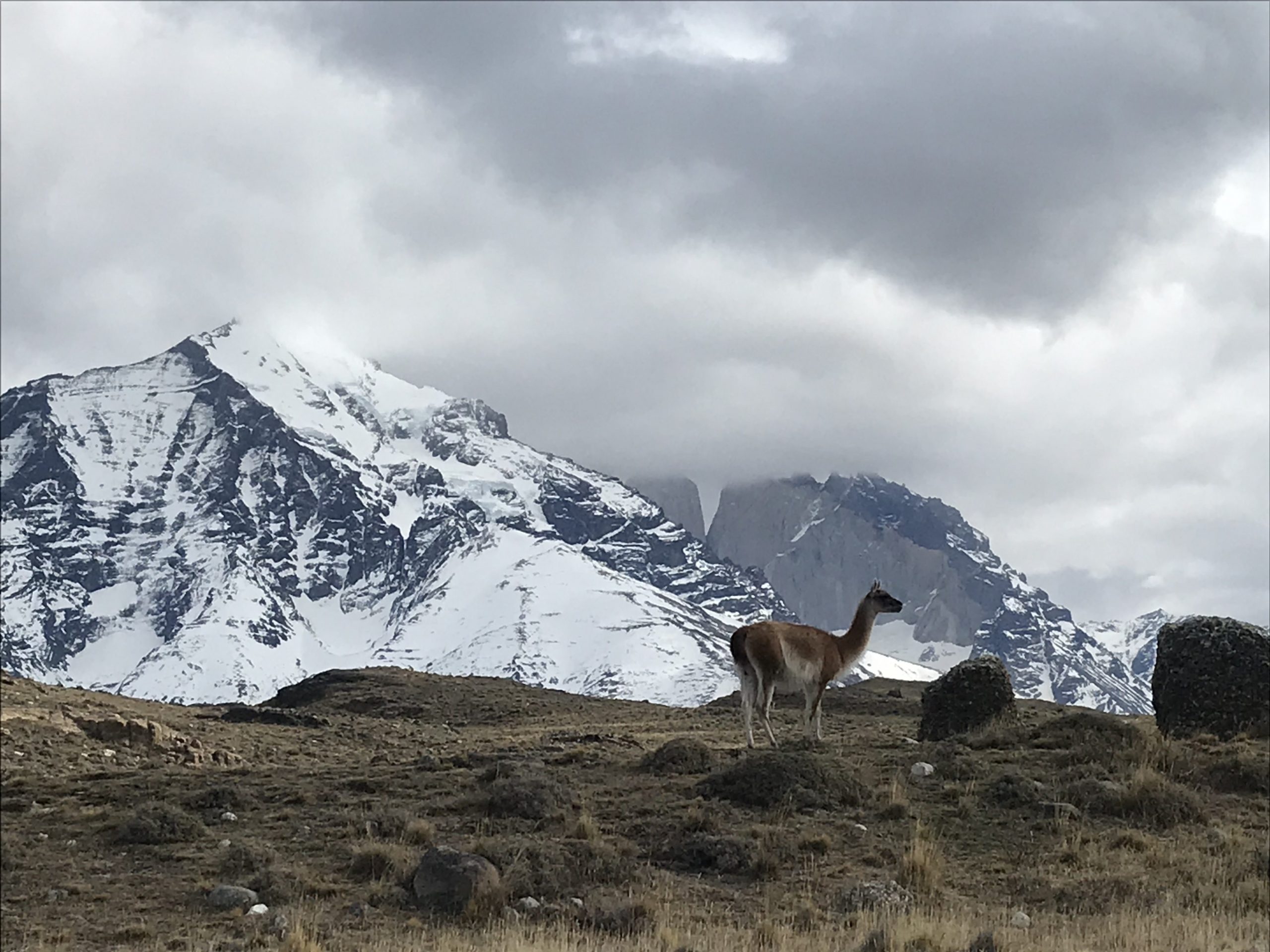 Gaynor spots a Guanaco on a hike in Patagonia 