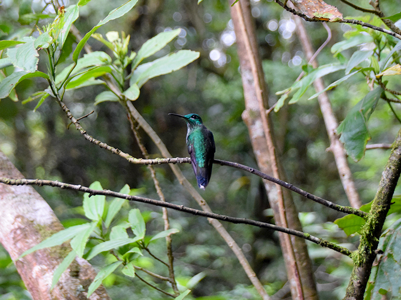Sarah's photo of a beautiful green hummingbird in Monteverde