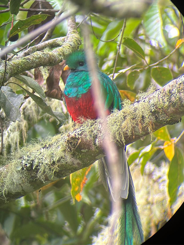 The resplendent Quetzal captured via telescope in San Gerado de Dota