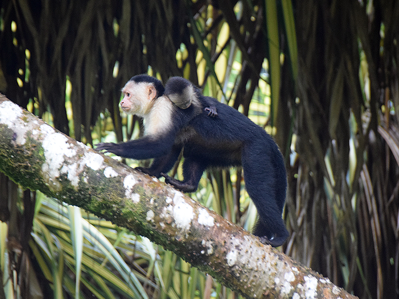 Sarah captures a capuchin monkey and baby in Tortuguero
